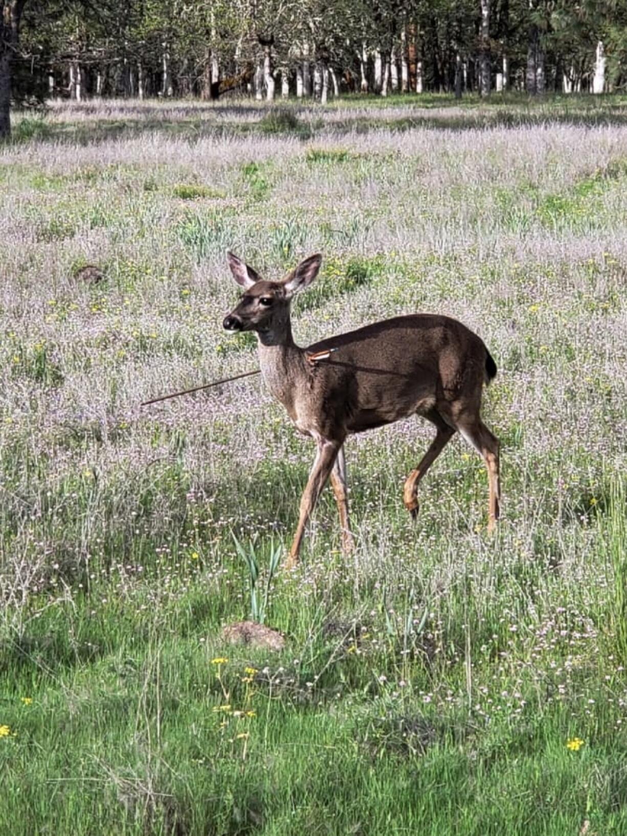 This Saturday, April 28, 2018, photo released by the Oregon State Police shows one of two deer in southern Oregon, that were found with arrows caught shot through their bodies. The animals were found in the wild Friday near Shady Cove, Ore., one with an arrow embedded through its head and the other close to its neck. Fish and Wildlife workers tried to tranquilize the deer to remove the arrows but were unable to capture them.