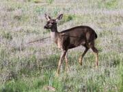 This Saturday, April 28, 2018, photo released by the Oregon State Police shows one of two deer in southern Oregon, that were found with arrows caught shot through their bodies. The animals were found in the wild Friday near Shady Cove, Ore., one with an arrow embedded through its head and the other close to its neck. Fish and Wildlife workers tried to tranquilize the deer to remove the arrows but were unable to capture them.