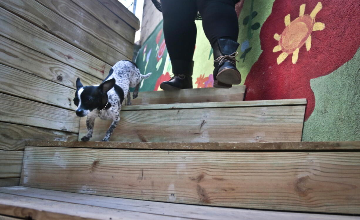 A pet Chihuahua plays outside in a dog run at the first pet-friendly domestic violence shelter in New York on March 18, 2014. Now, the group that runs that facility, the Urban Resource Institute, and Purina say they’re planning a first-ever domestic violence shelter custom-designed to accommodate people and their pets. It will also be in New York City.