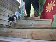 A pet Chihuahua plays outside in a dog run at the first pet-friendly domestic violence shelter in New York on March 18, 2014. Now, the group that runs that facility, the Urban Resource Institute, and Purina say they’re planning a first-ever domestic violence shelter custom-designed to accommodate people and their pets. It will also be in New York City.