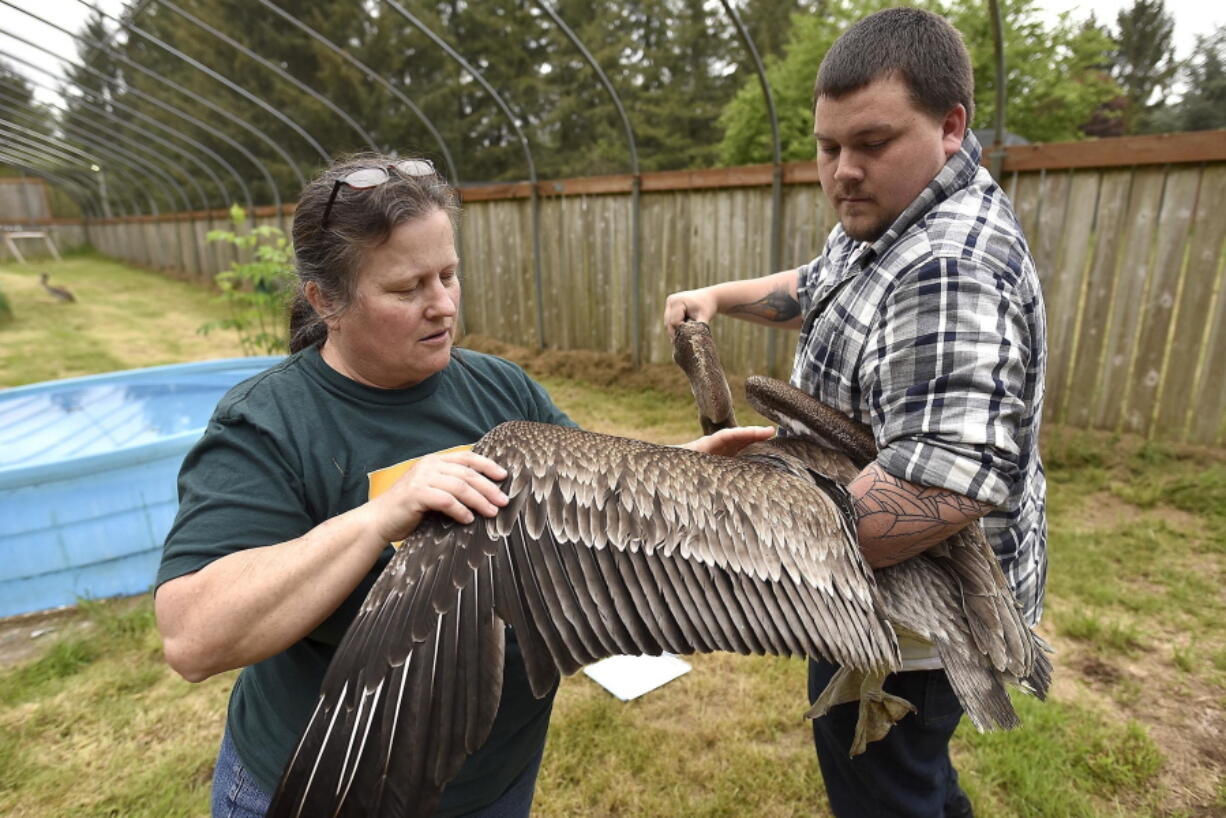 Reva Lipe and Josh Saranpaa examine a brown pelican Thursday, May 17, 2018, in an enclosure at the wildlife center near Astoria, Ore.