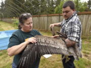 Reva Lipe and Josh Saranpaa examine a brown pelican Thursday, May 17, 2018, in an enclosure at the wildlife center near Astoria, Ore.