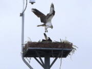 An osprey lands on a nesting platform above the University of Oregon School of Law in Eugene, Ore. on April 30. The school has installed a webcam that offers a live look at an osprey nest atop its building on the UO campus.