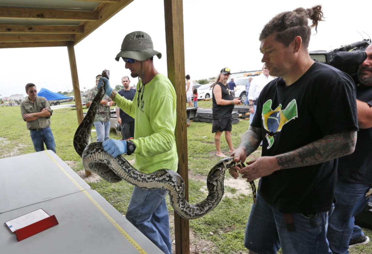 Python hunter Brian Hargrove, right, is helped by Marcos Fernandez, left, with the South Florida Water Management District, as they measure and weigh the 1,000th python caught in the Florida Everglades, Tuesday, May 22, 2018, in Homestead, Fla. The state has been paying a select group of hunters to kill the invasive snakes on state lands in South Florida since March 2017.