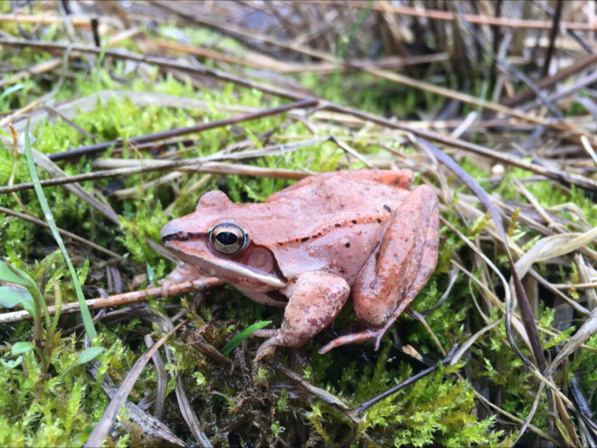 In a report released on Tuesday, scientists have found that wood frogs don’t urinate in the winter, which keeps the small animals alive as they hibernate and freeze, inside and out. Clara do Amaral/Mount St.