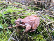 In a report released on Tuesday, scientists have found that wood frogs don’t urinate in the winter, which keeps the small animals alive as they hibernate and freeze, inside and out. Clara do Amaral/Mount St.