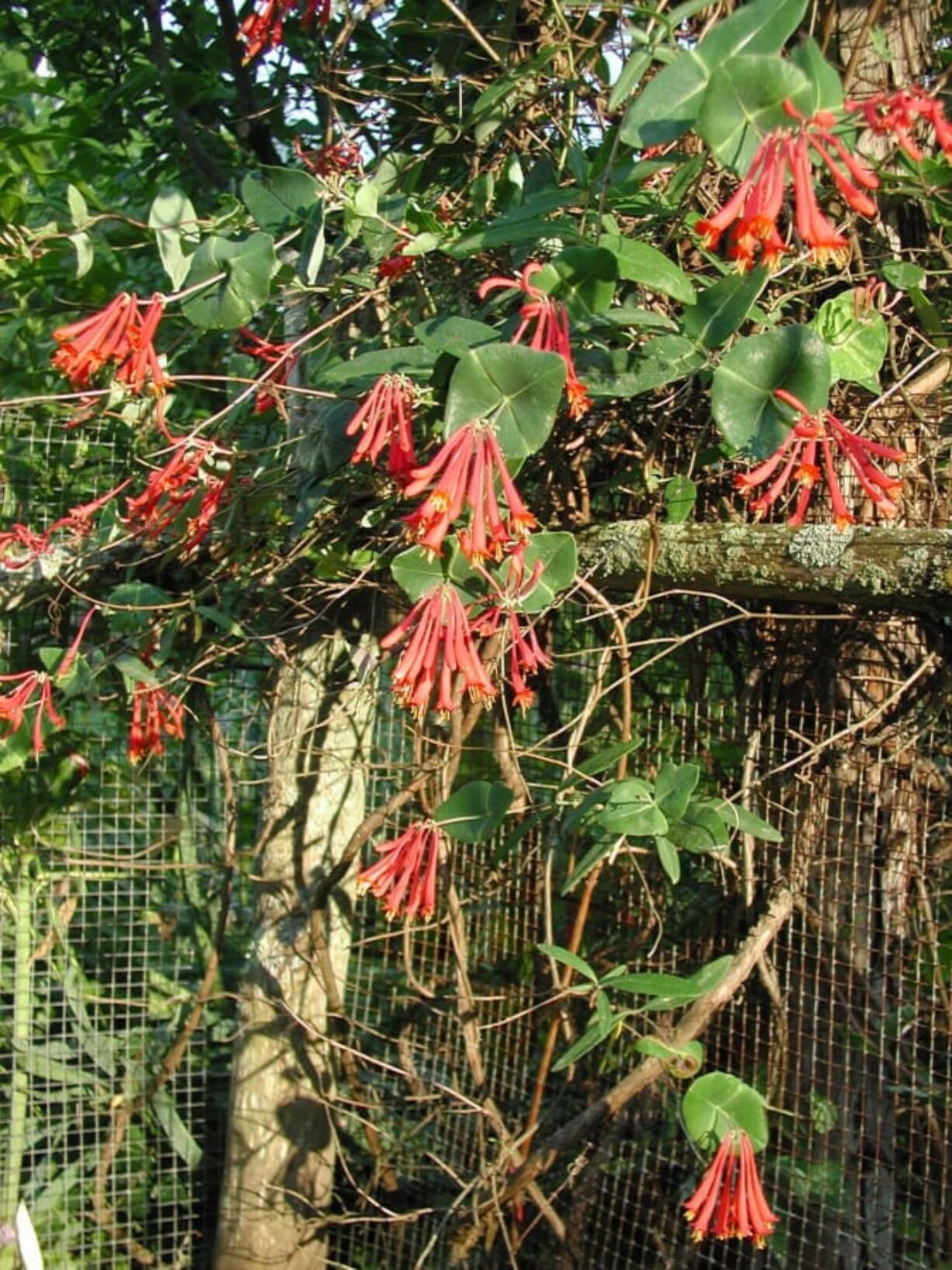 Unlike some other species of honeysuckle, trumpet honeysuckle is sedate enough to make a good garden plant — and it blooms all summer long.