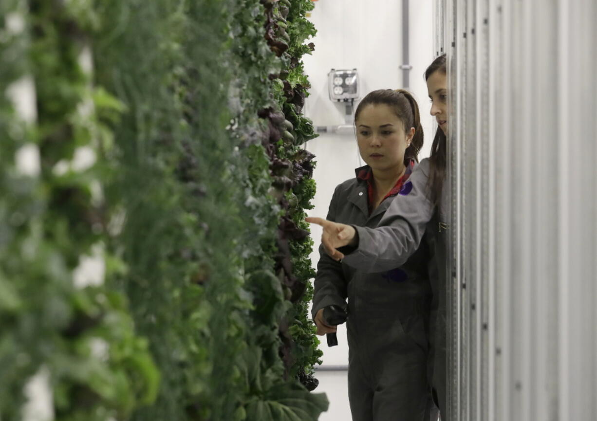 Production manager Emy Kelty, left, and senior grower Molly Kreykes scan and monitor plants growing on towers in the grow room at the Plenty office in South San Francisco, Calif. on Jan. 18.