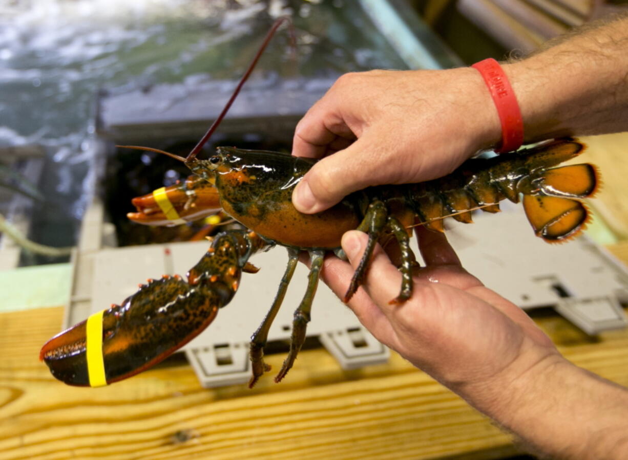 A lobster is pulled from a crate in 2015 in Kennebunkport, Maine. Lobster prices are high in the U.S. right now, but members of the industry expect them to come down soon as the Canadian catch creeps up and America’s summer haul gets going.