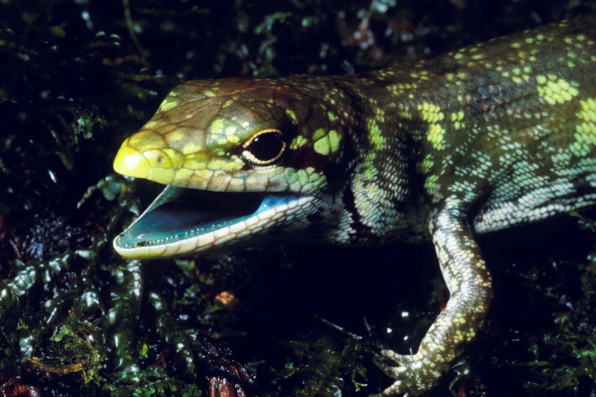 A prehensile tailed skink (Prasinohaema prehensicauda) from the highlands of New Papua New Guinea. The high concentrations of the green bile pigment biliverdin in the blood overwhelms the crimson color of red blood cells resulting in a lime-green coloration of the muscles, bones, and mucosal tissues.