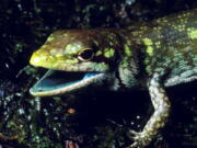 A prehensile tailed skink (Prasinohaema prehensicauda) from the highlands of New Papua New Guinea. The high concentrations of the green bile pigment biliverdin in the blood overwhelms the crimson color of red blood cells resulting in a lime-green coloration of the muscles, bones, and mucosal tissues.