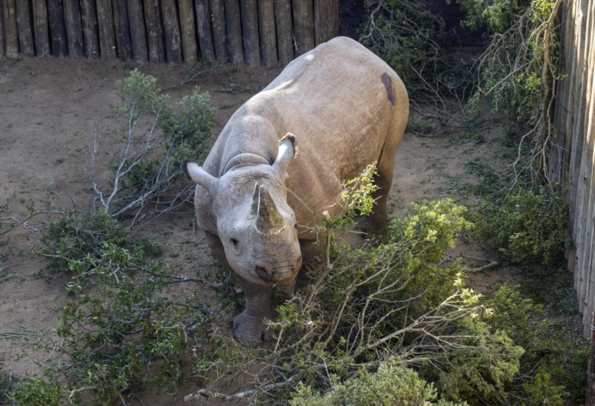 In this photo taken on Wednesday May 2, 2018, a rhino in it’s enclosure in the Addo Elephant Park, near Port Elizabeth, South Africa, on the eve of being transported to Zakouma National Park in Chad. Six critically endangered black rhinos are being sent from South Africa to Chad, restoring the species to the country in north-central Africa nearly half a century after it was wiped out there.