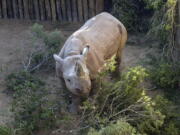 In this photo taken on Wednesday May 2, 2018, a rhino in it’s enclosure in the Addo Elephant Park, near Port Elizabeth, South Africa, on the eve of being transported to Zakouma National Park in Chad. Six critically endangered black rhinos are being sent from South Africa to Chad, restoring the species to the country in north-central Africa nearly half a century after it was wiped out there.