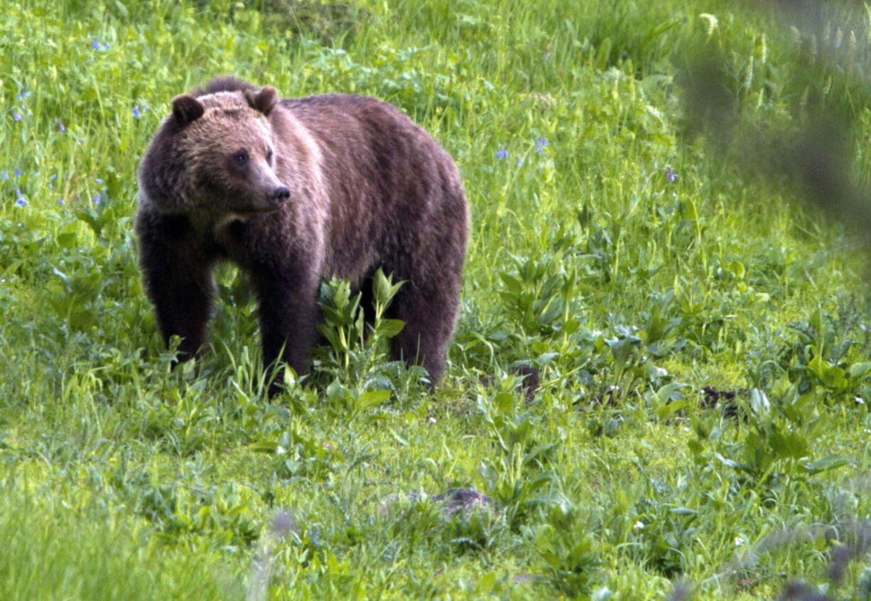 A grizzly bear roams near Beaver Lake in Yellowstone National Park, Wyo., on July 6, 2011. Wyoming decided Wednesday to allow grizzly bear hunting for the first time in decades in a wide area east and south of Yellowstone and Grand Teton national parks.