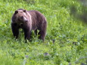 A grizzly bear roams near Beaver Lake in Yellowstone National Park, Wyo., on July 6, 2011. Wyoming decided Wednesday to allow grizzly bear hunting for the first time in decades in a wide area east and south of Yellowstone and Grand Teton national parks.