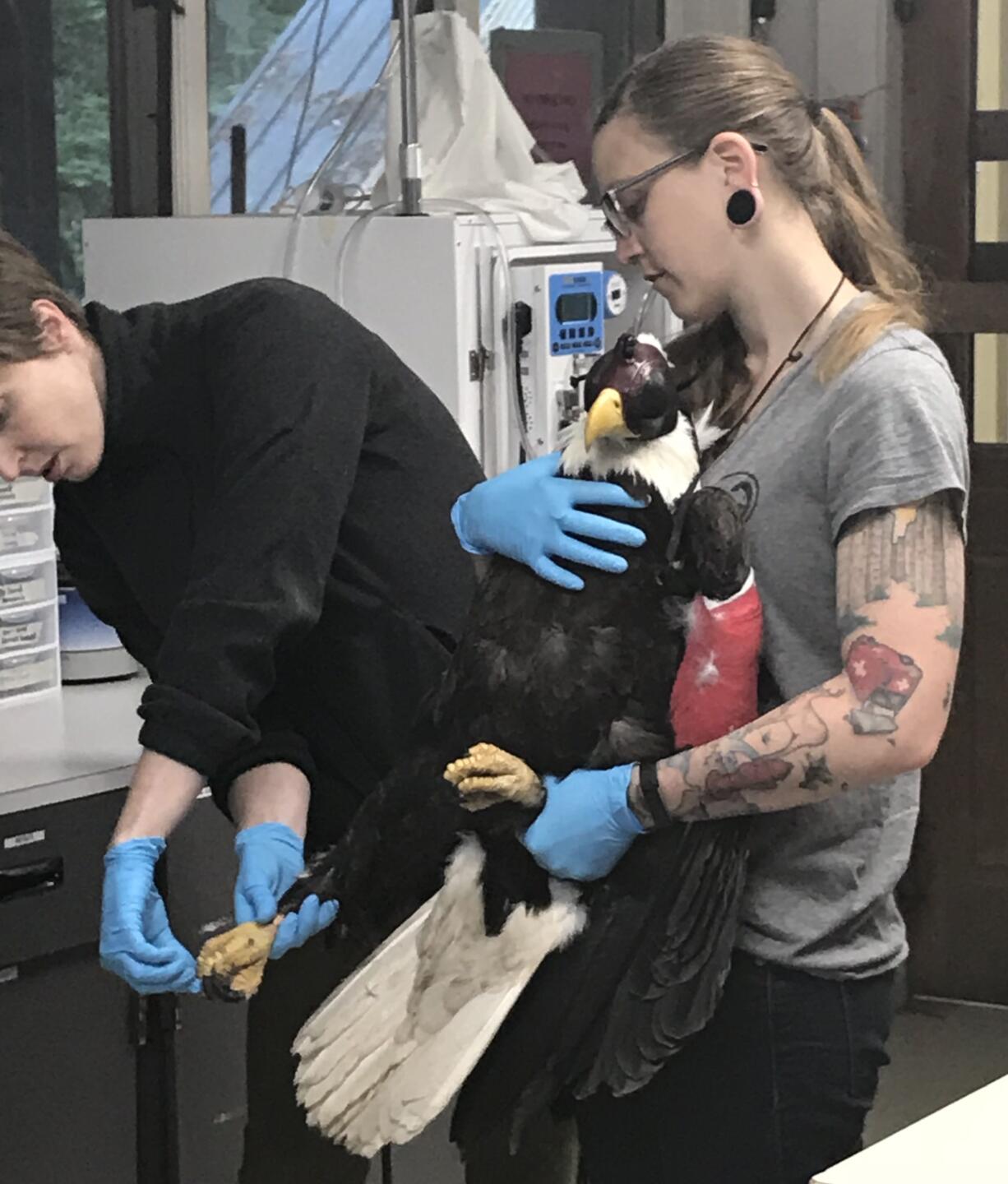 Lacy Campbell, manager of the wildlife care center at Audubon Society of Portland, holds a bald eagle that was found injured on state Highway 14 on Tuesday while veterinarian Kristina Raum examines the bird.