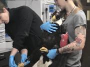 Lacy Campbell, manager of the wildlife care center at Audubon Society of Portland, holds a bald eagle that was found injured on state Highway 14 on Tuesday while veterinarian Kristina Raum examines the bird.