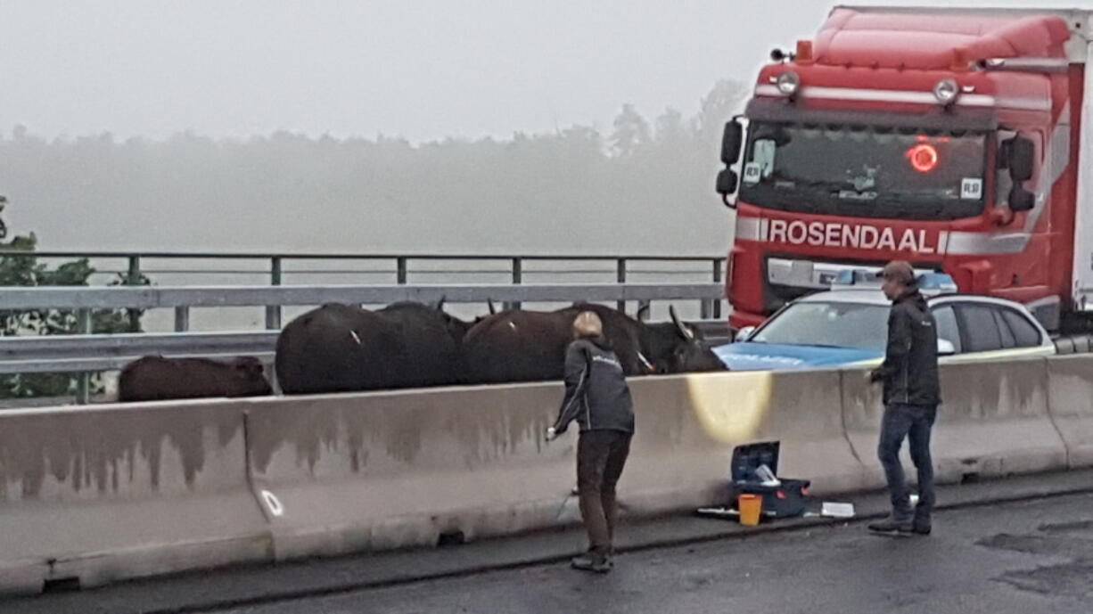 Water buffalos stand on a highway near Leverkusen, western Germany, on Monday. The buffaloes, including two calves, escaped from a field Sunday night and walked onto the A3 highway near Leverkusen. The highway was closed temporarily.