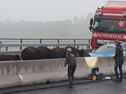 Water buffalos stand on a highway near Leverkusen, western Germany, on Monday. The buffaloes, including two calves, escaped from a field Sunday night and walked onto the A3 highway near Leverkusen. The highway was closed temporarily.