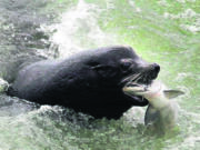 A sea lion catches a salmon on the Columbia River just below the spillway at Bonneville Dam.