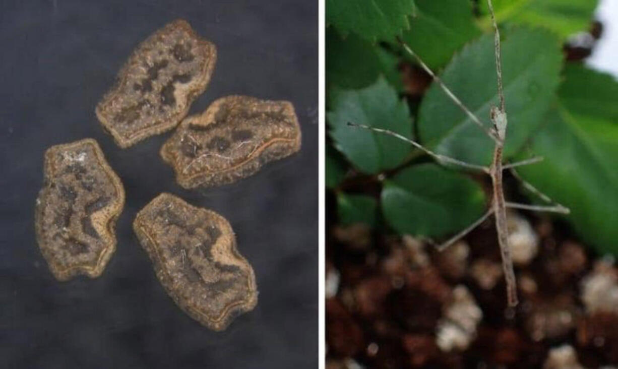 Left: Stick insect eggs collected from the excrement of brown-eared bulbul. Right: A stick insect born from a digested egg.