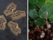 Left: Stick insect eggs collected from the excrement of brown-eared bulbul. Right: A stick insect born from a digested egg.