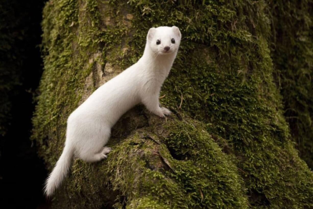 A least weasel in its white winter coat.