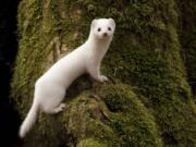 A least weasel in its white winter coat.