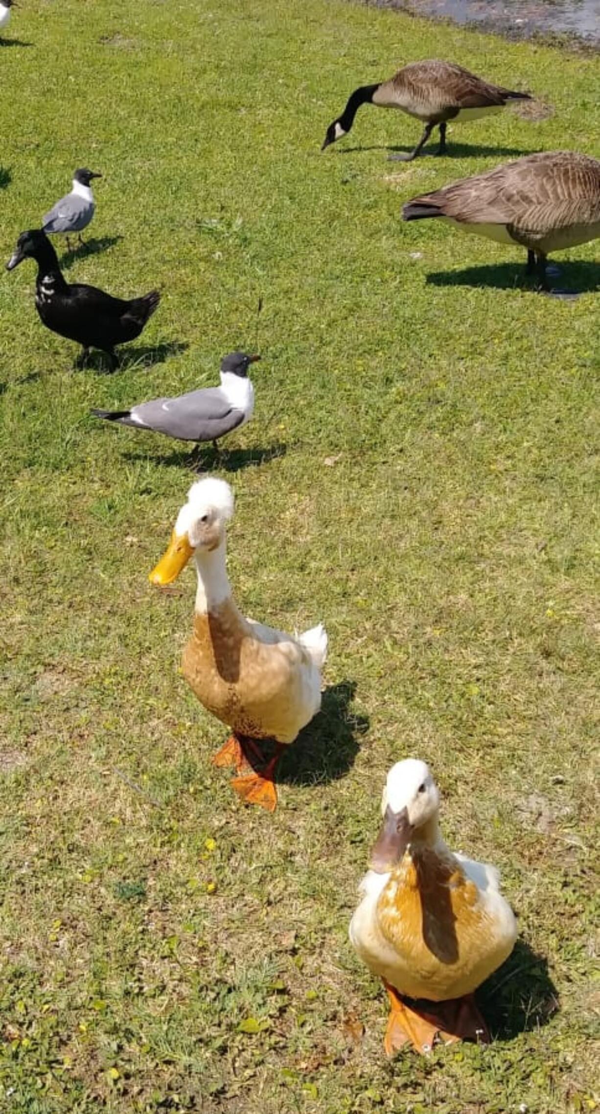 Bonnie the duck is seen with her best friend, Copper, and other feathered residents of Hiller Park in Biloxi, Miss.