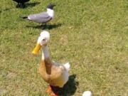 Bonnie the duck is seen with her best friend, Copper, and other feathered residents of Hiller Park in Biloxi, Miss.