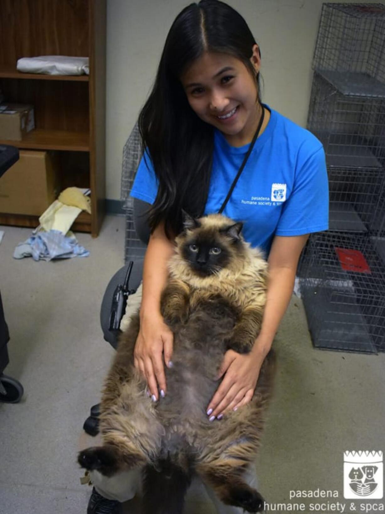 Chubbs, the 29-pound cat who has gained followers worldwide from his perch at the Pasadena Humane Society, is up for adoption.