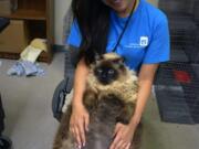 Chubbs, the 29-pound cat who has gained followers worldwide from his perch at the Pasadena Humane Society, is up for adoption.