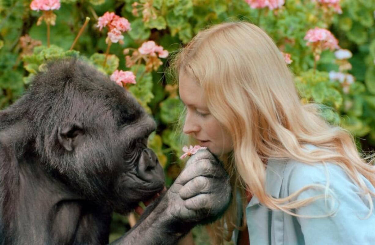 Koko with her caretaker, Francine “Penny” Patterson, in a scene from the 2016 documentary “Koko: The Gorilla Who Talks.” (Ron Cohn/The Gorilla Foundation-Koko.org)