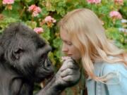 Koko with her caretaker, Francine “Penny” Patterson, in a scene from the 2016 documentary “Koko: The Gorilla Who Talks.” (Ron Cohn/The Gorilla Foundation-Koko.org)