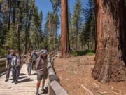 Yosemite National Park and Yosemite Conservancy reopened the Mariposa Grove of giant sequoias in Northern California after a nearly three-year renovation.