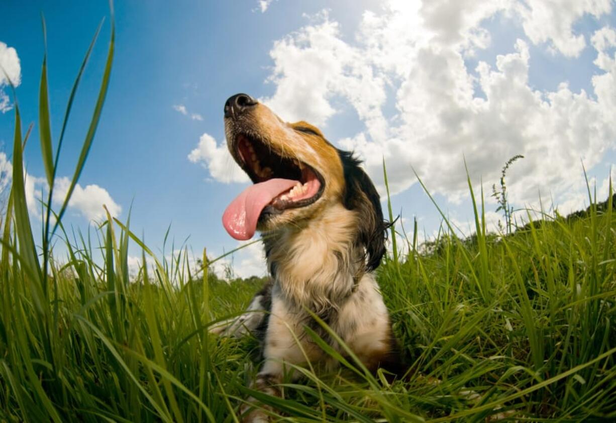 For dogs, increased body temperature can lead to heat stroke and hyperthermia and can lead to multiple organ dysfunction, according to PetMD.