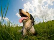 For dogs, increased body temperature can lead to heat stroke and hyperthermia and can lead to multiple organ dysfunction, according to PetMD.