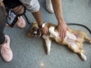 JJ Dobles, 18, left, and Koy Chaston, 17, both of Washougal, pet 4-month-old corgi puppy Gimli’s belly during Corgis Day at Clark College in Vancouver on Wednesday. The Activities Programming Board put on the event to help students relieve stress as spring finals approach.