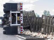 Chickens destined for a Kelso processing plant are next to under a tractor-trailer that rolled while attempting an improper U-turn at Northeast 29th Avenue and 219th Street on Monday afternoon.