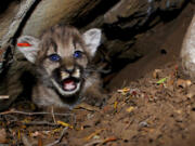 This June 11, 2018 photo provided by the National Park Service shows a mountain lion kitten identified as P-68. This is one of four new mountain lion kittens found by researchers studying the wild cats living in Southern California’s Santa Monica Mountains. They’re the first litter of kittens found in the Simi Hills, a small area of habitat between the Santa Monica and Santa Susana mountains ranges just north of Los Angeles.