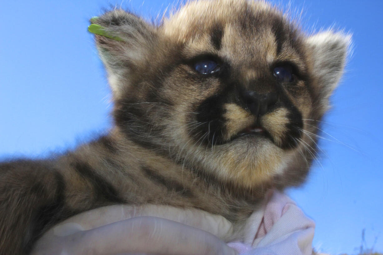 This June 11, 2018 photo provided by the National Park Service shows a mountain lion kitten identified as P-69. This is one of four new mountain lion kittens found by researchers studying the wild cats living in Southern California’s Santa Monica Mountains. They’re the first litter of kittens found in the Simi Hills, a small area of habitat between the Santa Monica and Santa Susana mountains ranges just north of Los Angeles.