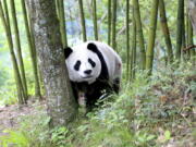 A giant panda wanders near a village in southwestern China’s Sichuan province on May 31, delighting residents of the town.