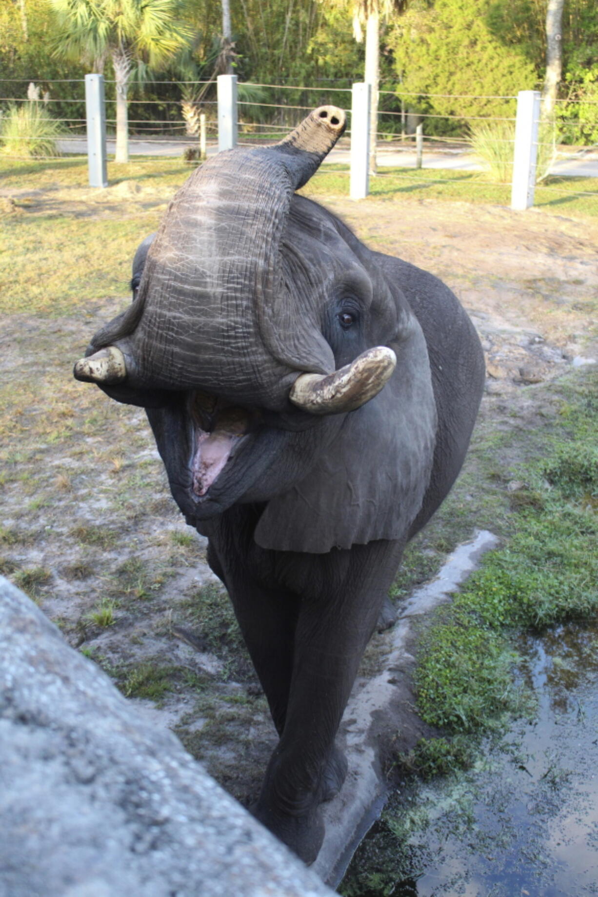 A bull elephant that once lived at Michael Jackson’s Neverland Ranch briefly escaped its enclosure on Sunday, June 17, 2018, at the Jacksonville Zoo and Gardens in Jacksonville, Fla. The zoo said the elephant wandered through a gate that was accidentally left open and wound up in a courtyard.