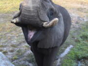 A bull elephant that once lived at Michael Jackson’s Neverland Ranch briefly escaped its enclosure on Sunday, June 17, 2018, at the Jacksonville Zoo and Gardens in Jacksonville, Fla. The zoo said the elephant wandered through a gate that was accidentally left open and wound up in a courtyard.