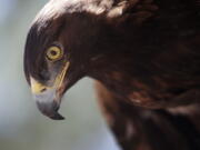 Walter, a golden eagle, sits on the glove of Curator for Wildlife Jon Nelson at the High Desert Museum in Bend.