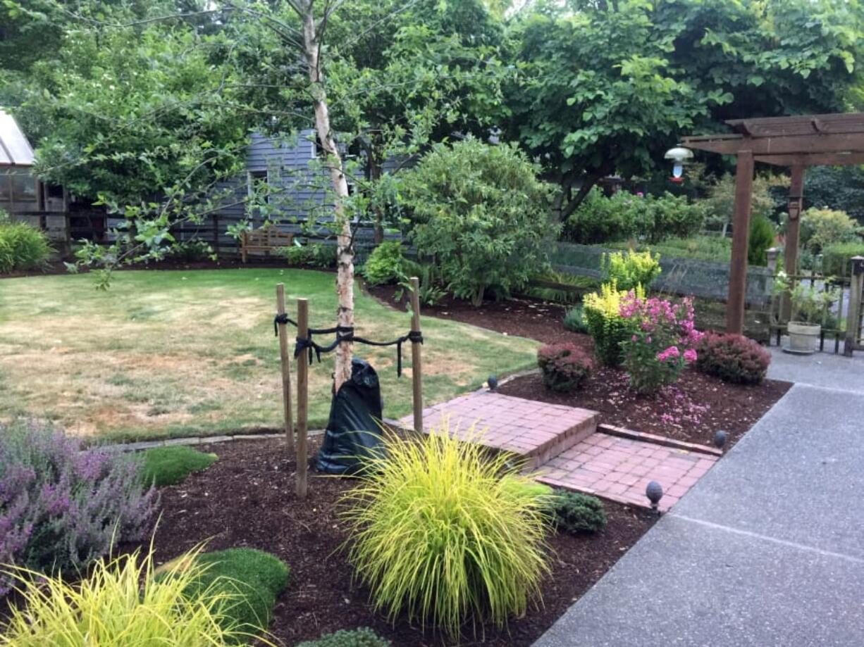 A drought-stressed yard near Langley shows a lawn gone dormant in the background while the mulch-covered perennials in the foreground thrive.