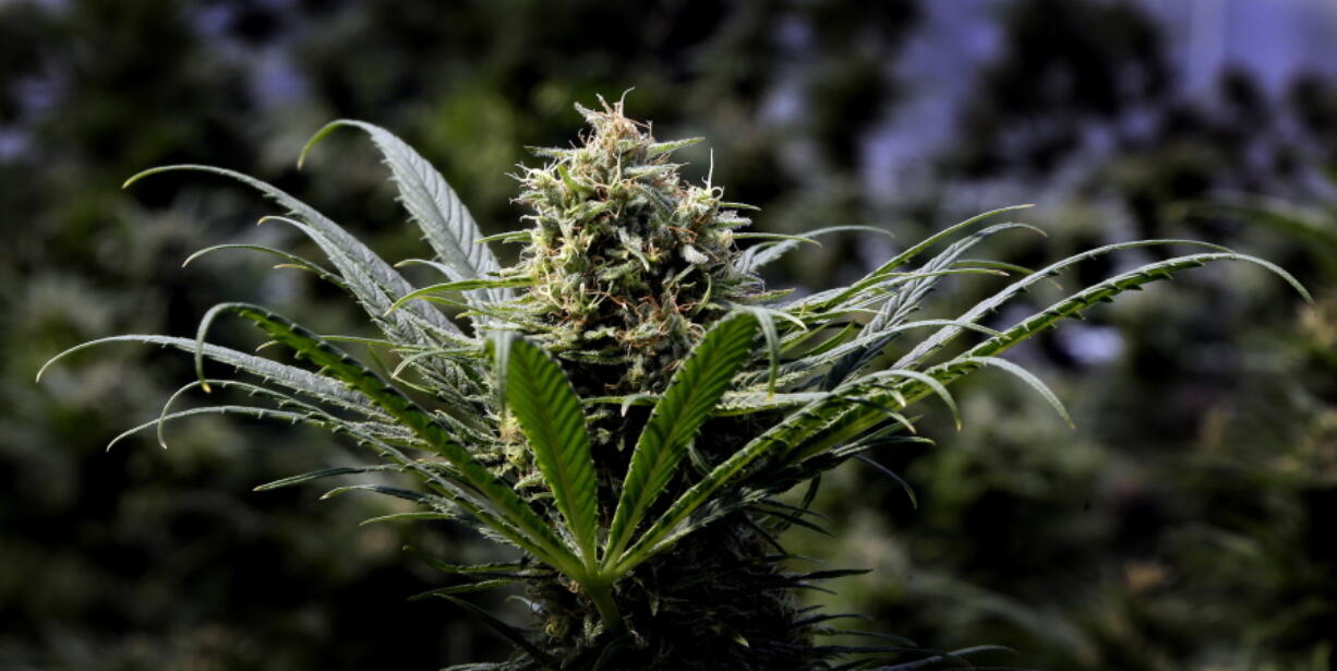 A marijuana plant is shown at a commercial grow in Springfield, Ore.. Mayors from six U.S. cities where marijuana is legal have formed a coalition with the aim of preparing other states and the federal government for marijuana legalization. Mayors from Denver, Seattle, Portland, San Francisco, Los Angeles, Las Vegas and West Sacramento announced Monday on Twitter that they had sponsored the resolution.