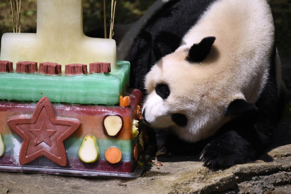 FILE - In this Aug. 20, 2016, file photo, Mei Xiang, mother of giant panda cub Bei Bei, eats Bei Bei’s birthday cake at the National Zoo in Washington, during a celebration of Bei Bei’s first birthday. Officials closed the David M. Rubenstein Family Giant Panda Habitat on Sunday, June 24, 2018, to give Mei Xiang some quiet time because she is exhibiting behaviors that are in line with both a pregnancy and false pregnancy.