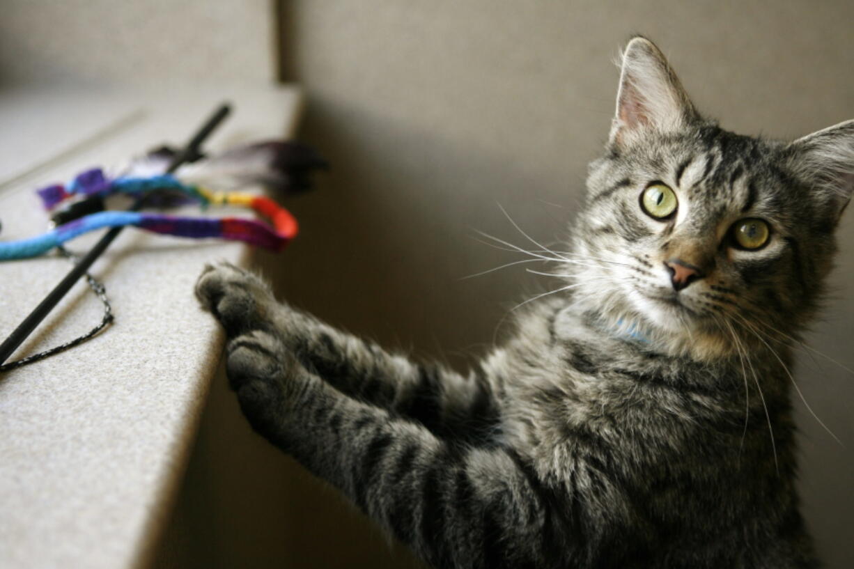 FILE- This May 2, 2008, file photo shows a cat at the Washington Animal Rescue League in Washington. With companies like BarkBox, PupBox and Meowbox, pets now can get their own monthly subscription boxes. But since your four-legged friend can’t place the order, you’ll have to make the decision.