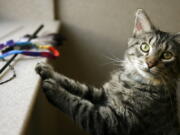 FILE- This May 2, 2008, file photo shows a cat at the Washington Animal Rescue League in Washington. With companies like BarkBox, PupBox and Meowbox, pets now can get their own monthly subscription boxes. But since your four-legged friend can’t place the order, you’ll have to make the decision.